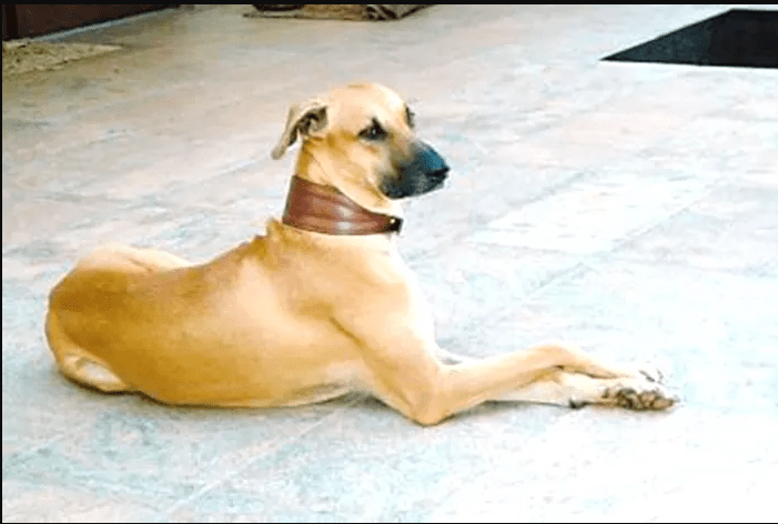 Kombai Dogs